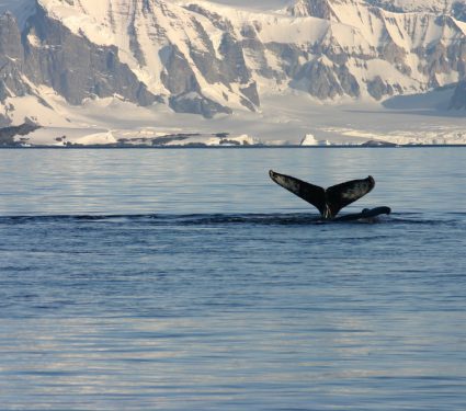 2018/12/Whales-Ice1.jpg