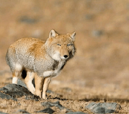 2018/12/The-Tibetan-sand-fox-.png