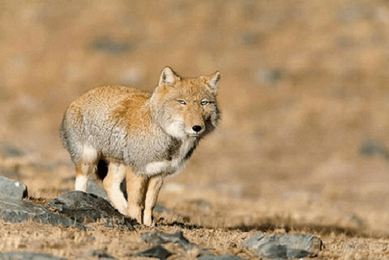Reynard of the steppes: The Tibetan sand fox