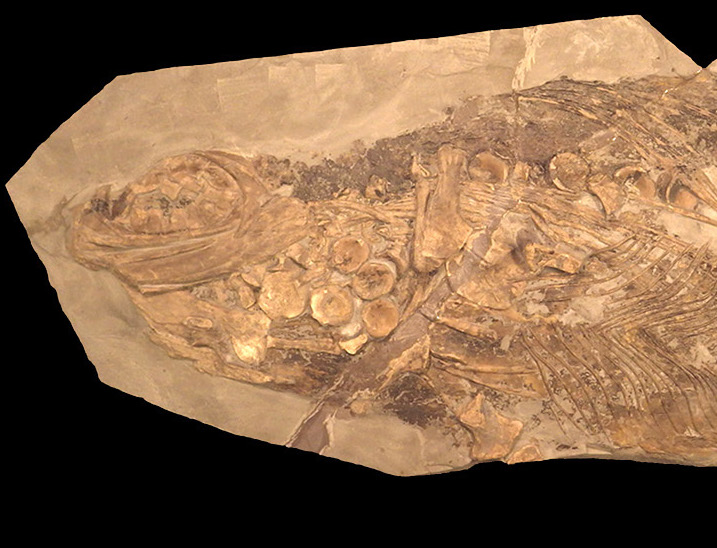This ancient marine reptile had more in common with whales