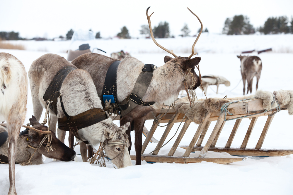 Christmas, color vision and the truth about Rudolph