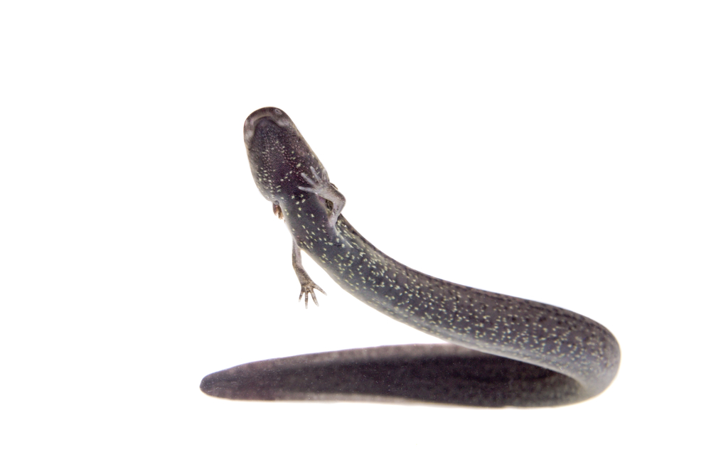 Scientists discover new species, reticulated siren, in Florida