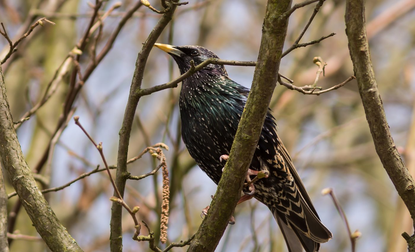 Biodiversity could suffer if bioenergy crop production grows