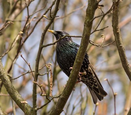 2018/12/starling.jpg