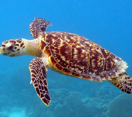 2018/12/hawksbill-turtle.jpg