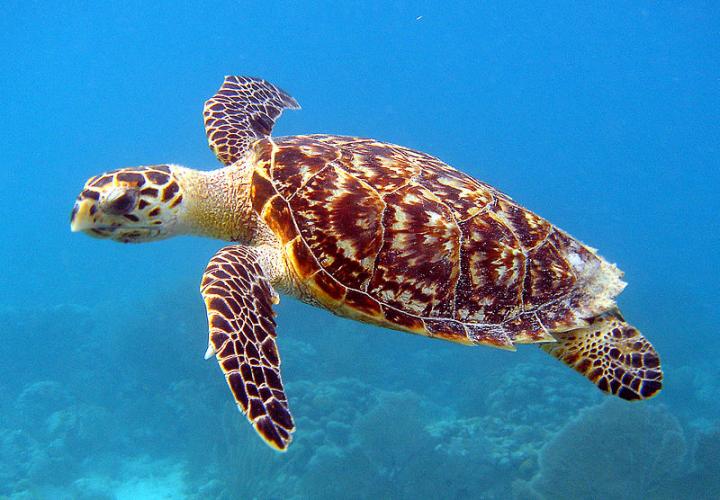 Climate change poses critical threat to hawksbill turtles