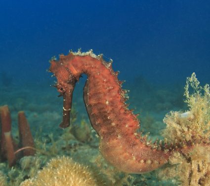 2018/12/How-male-seahorses-give-birth.jpg