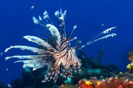 Common,Lionfish,{pterois,Volitans},Is,An,Invasive,Species,In,The
