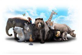2018/12/endangered-species.jpg