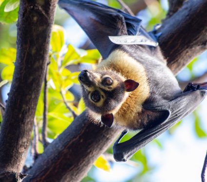 2018/12/Flying-Fox.jpg