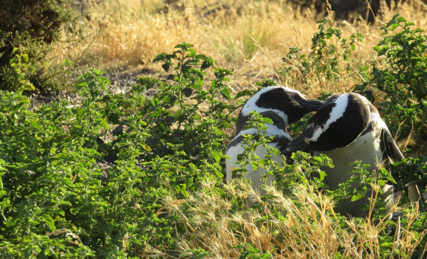 At Punta Tombo, male Magellanic penguins compete for mates