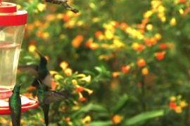 Some hummingbirds are designed for fighting