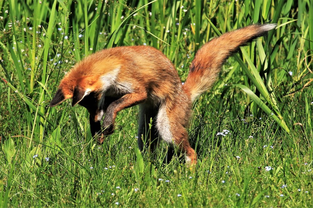 Ear offers clue to hunting style of prehistoric dog