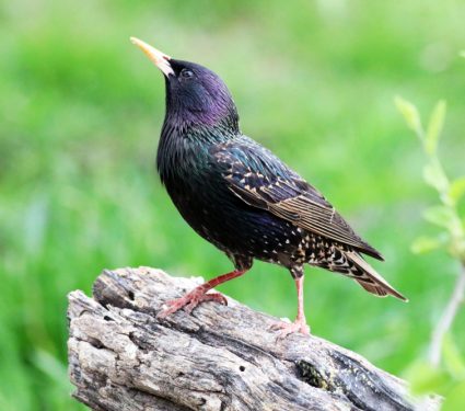 2019/01/Starling.jpg