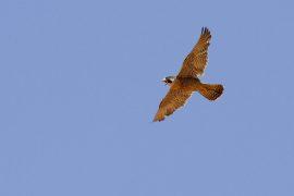 2019/02/peregrine-falcon-1921799_1280.jpg