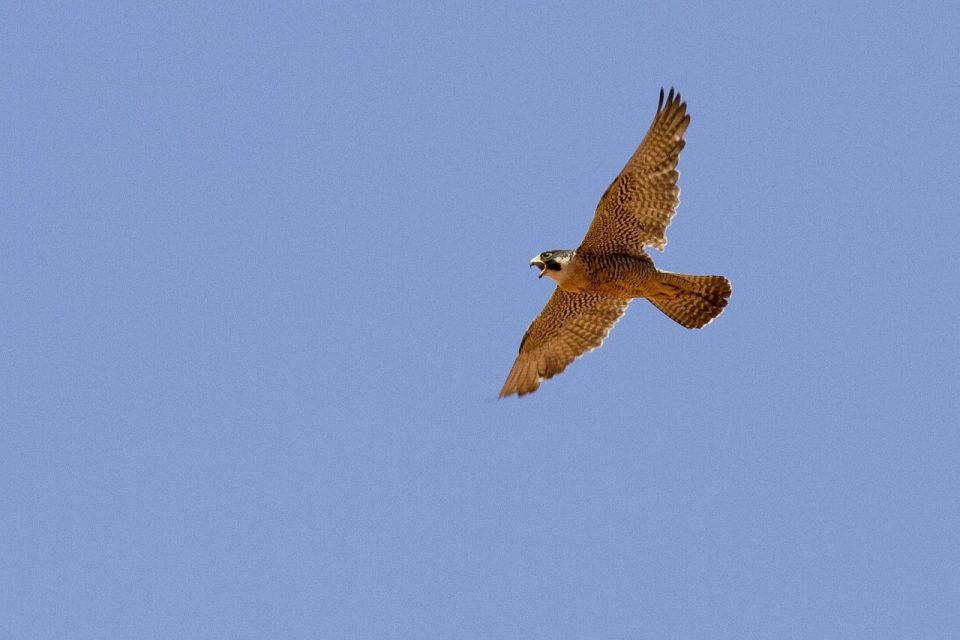 4 Fastest Birds of Prey