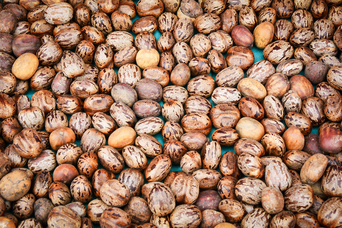 What makes ricin toxic: A complicated history