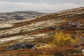 2019/02/Tundra_on_the_Kola_Peninsula_Russia.jpg