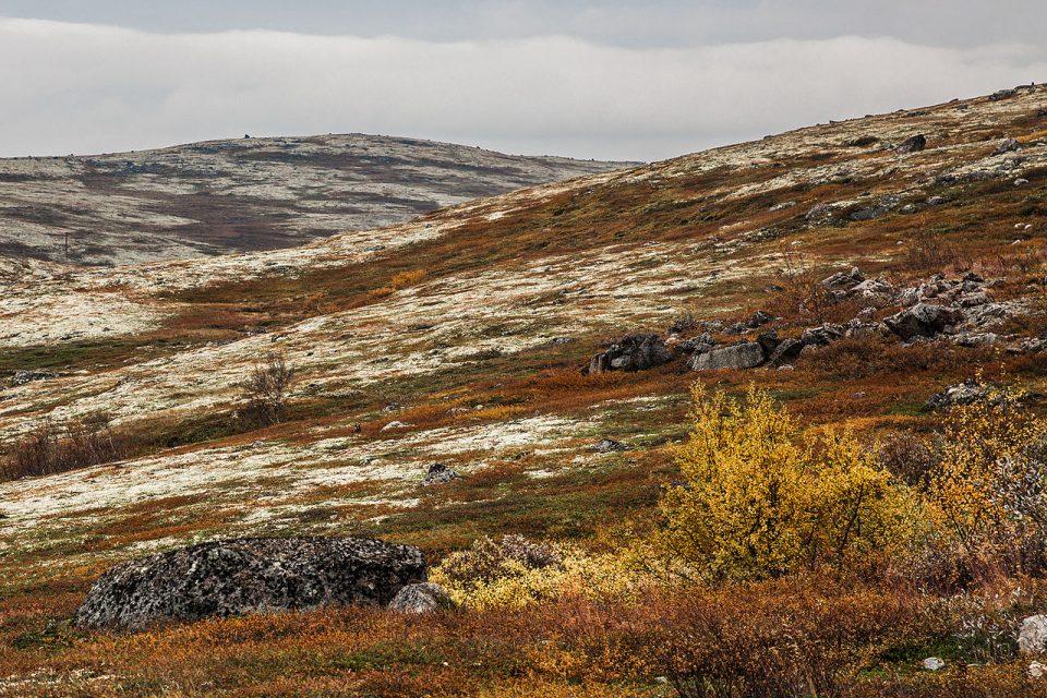 3 Unique Tundra Animals