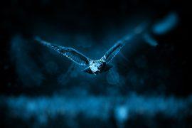 2019/02/owl-518838_1280.jpg