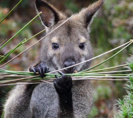 2019/02/Wallaby.jpg