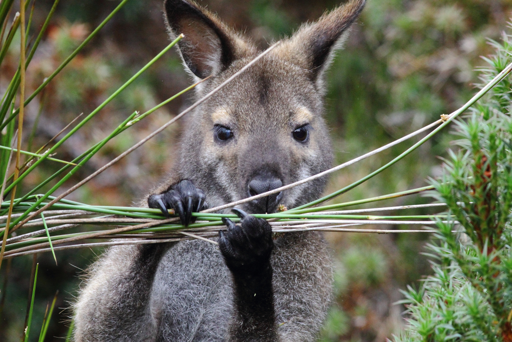 Indigenous hunters helped to balance Australia's food webs