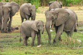 2019/02/elephants.jpg