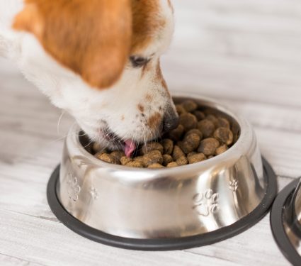 2019/02/What’s-in-your-dog-food.jpg
