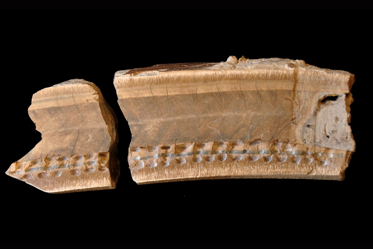 Fossilized tooth sheds light on the diet of the giant ground sloth