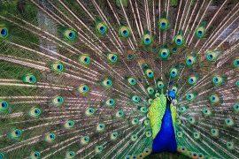 2019/02/peacock-1246843_1920.jpg