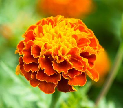 2019/03/Marigold.jpg