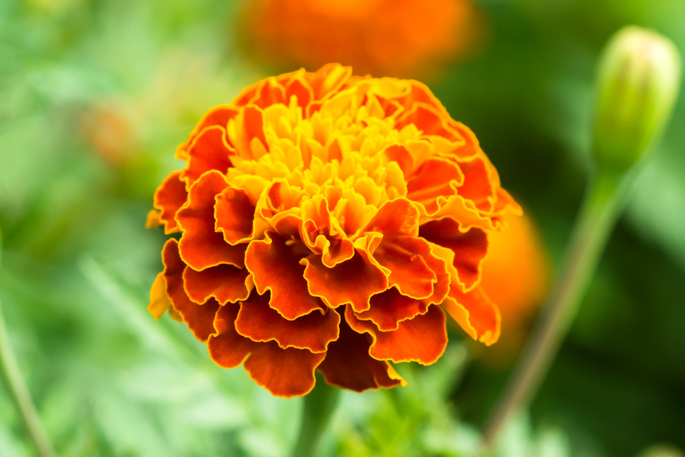 How marigolds protect against common tomato pest