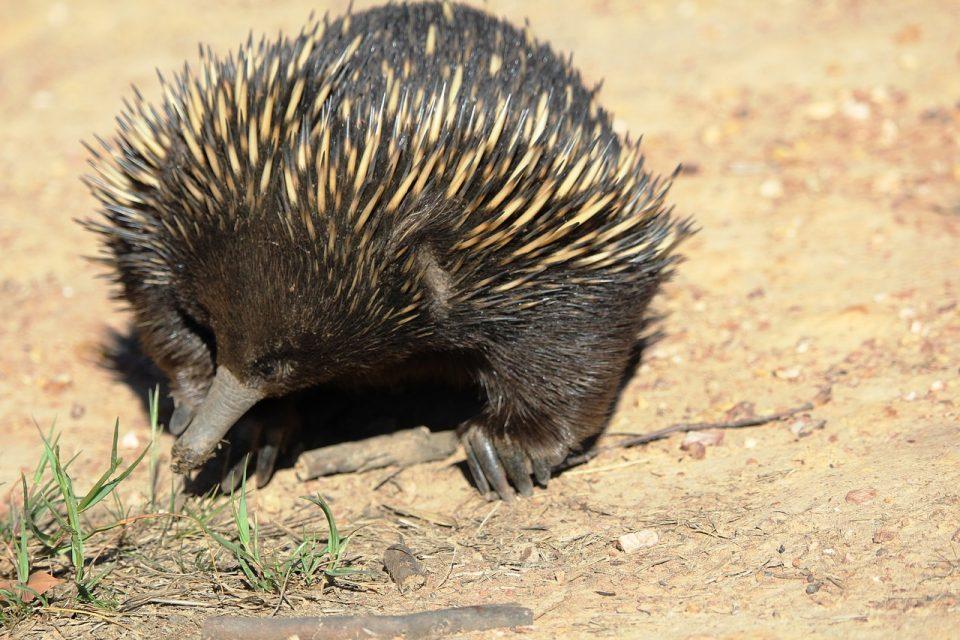Do Egg-laying Mammals Exist?