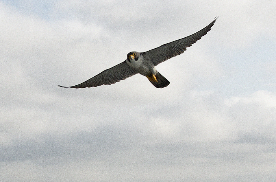 Raptors find a home in the city
