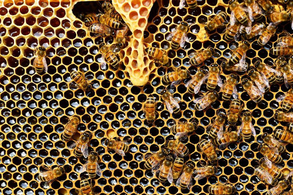 Are Bees Endangered?