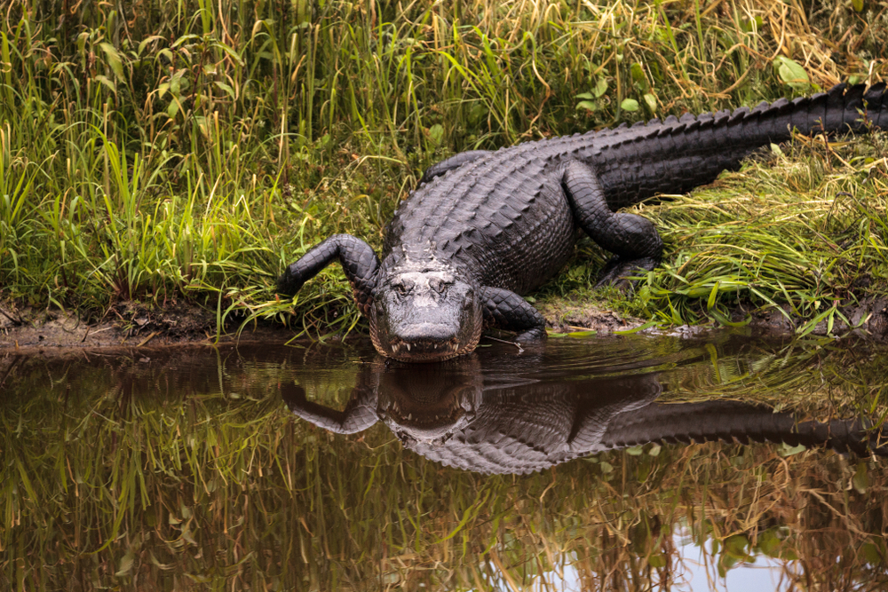 Alligators evolved spatial hearing independent of mammals
