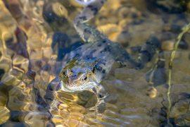 2019/03/frog-4070466_1280.jpg