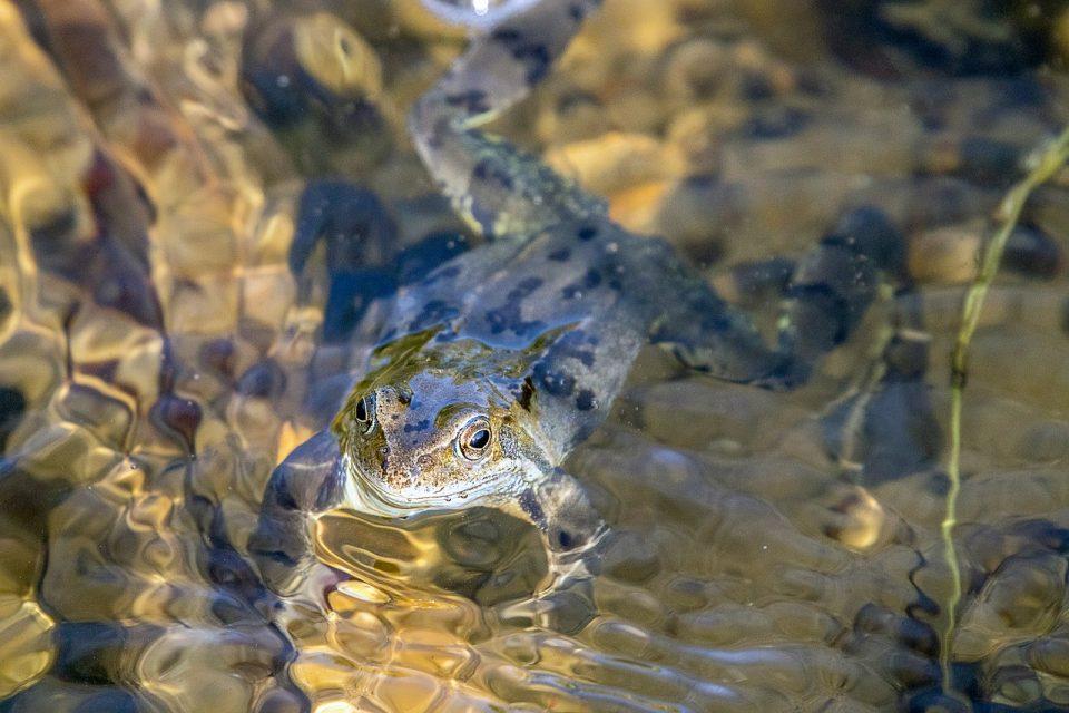 How Do Amphibians Breathe?