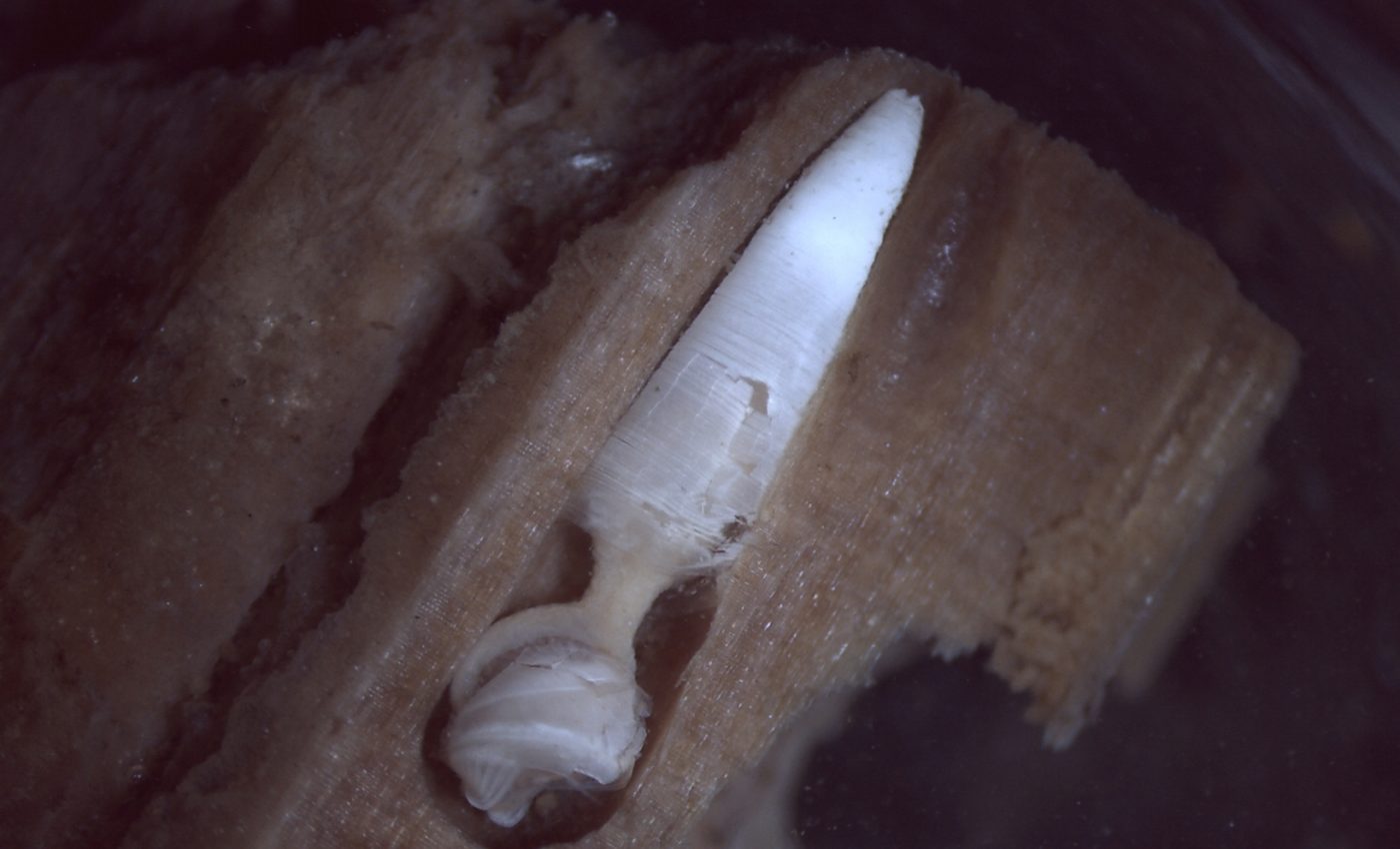 How tiny clams play an important role in keeping ecosystems healthy