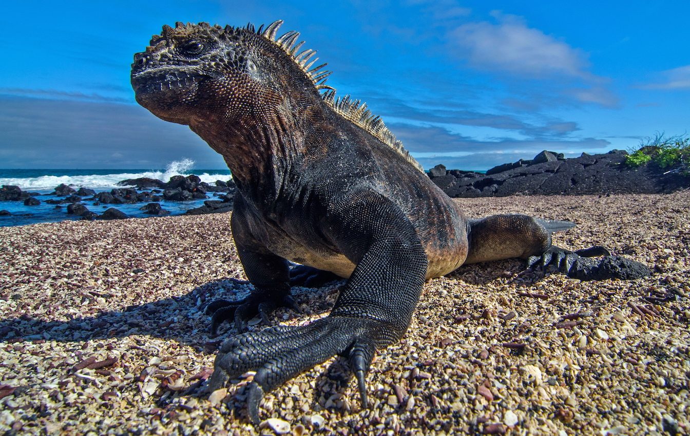 Shocking photos of Galapagos iguanas struggling to survive climate change