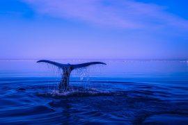2019/04/sea-2052650_1280.jpg