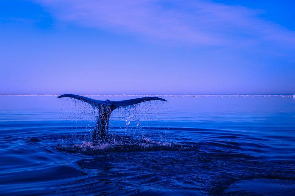 Are Dolphins, Sharks, and Whales Mammals?