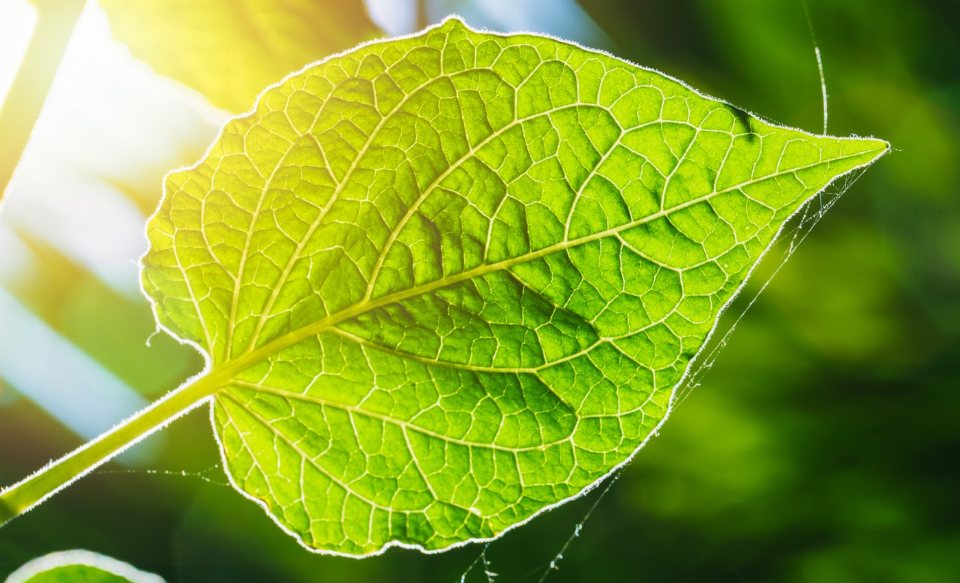 Is photosynthesis efficient enough?