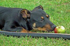 2019/04/dog-3771427_1920.jpg
