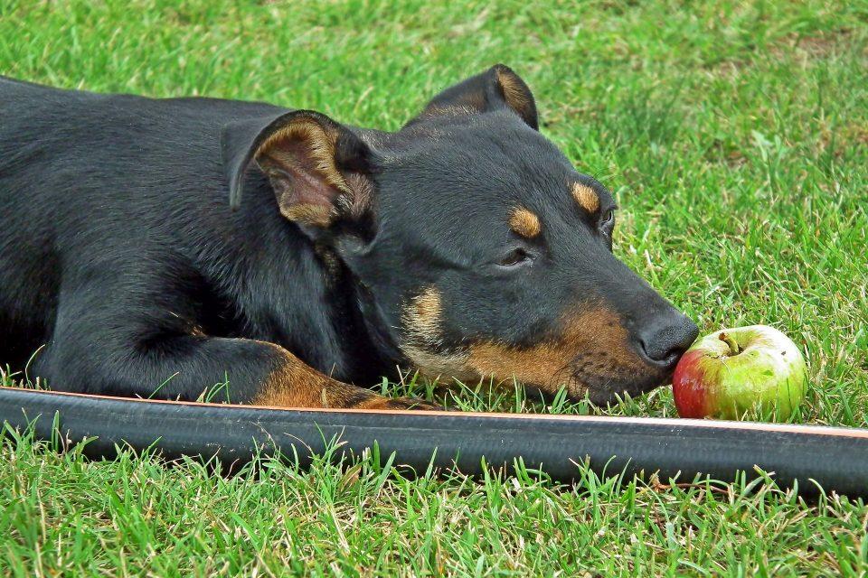 Can Dogs Eat Bananas and Other Fruits?