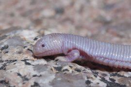 2019/04/Bipes_biporus.jpg