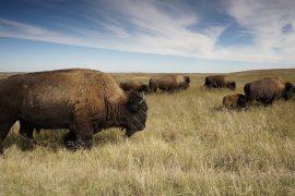 2019/04/bison.jpg