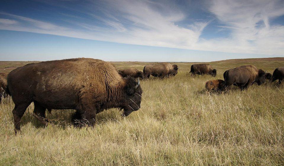 Top 5 Resourceful Grassland Animals
