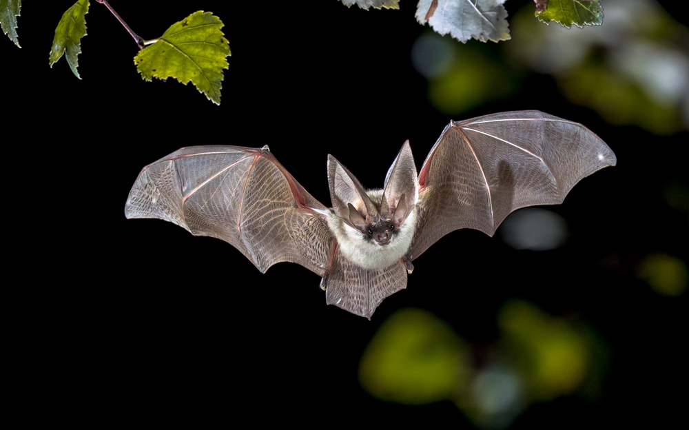Bats may hold key to mammal longevity – including humans