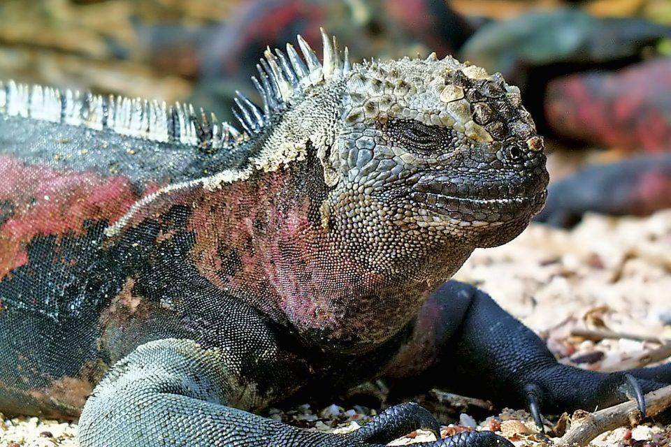 What do Marine Iguanas Eat?